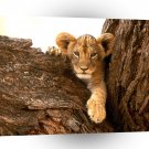 Lions A Furry Friend Cub A1 Xlarge Canvas