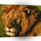 Lions A Regal Profile A1 Xlarge Canvas