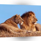 Lions African A1 Xlarge Canvas