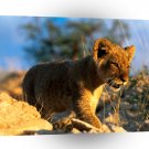 Lions African Cub A1 Xlarge Canvas