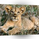 Lions African Cub Relaxing Africa A1 Xlarge Canvas