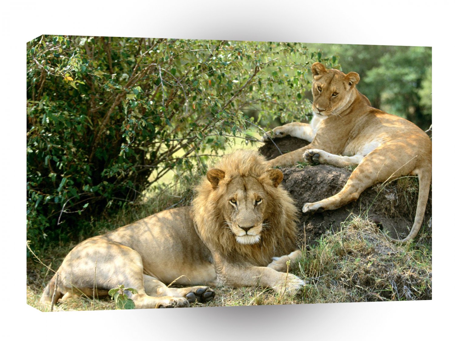 Lions African Lazy Pose A1 Xlarge Canvas
