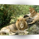 Lions African Lazy Pose A1 Xlarge Canvas