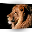 Lions African Male Kenya A1 Xlarge Canvas