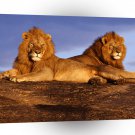 Lions African Masai Mara Kenya A1 Xlarge Canvas
