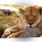 Lions African Serengeti Africa A1 Xlarge Canvas
