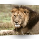 Lions African Tanzania Africa A1 Xlarge Canvas