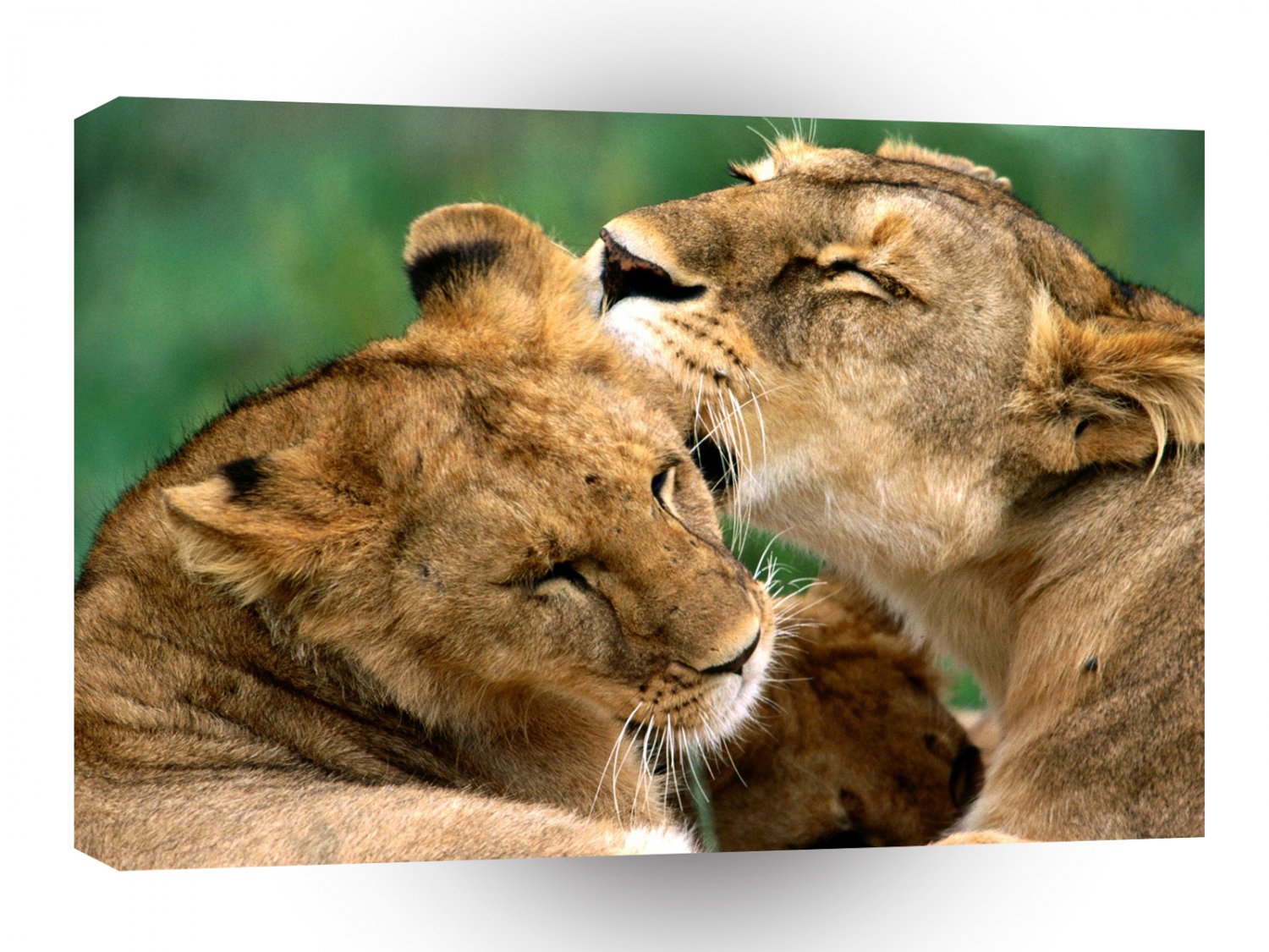 Lions Bathing African A1 Xlarge Canvas