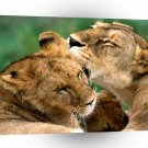 Lions Bathing African A1 Xlarge Canvas