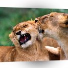 Lions Behind Ears African A1 Xlarge Canvas