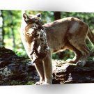 Lions Carried Away Mountain A1 Xlarge Canvas