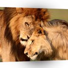 Lions Comfort In Wild A1 Xlarge Canvas