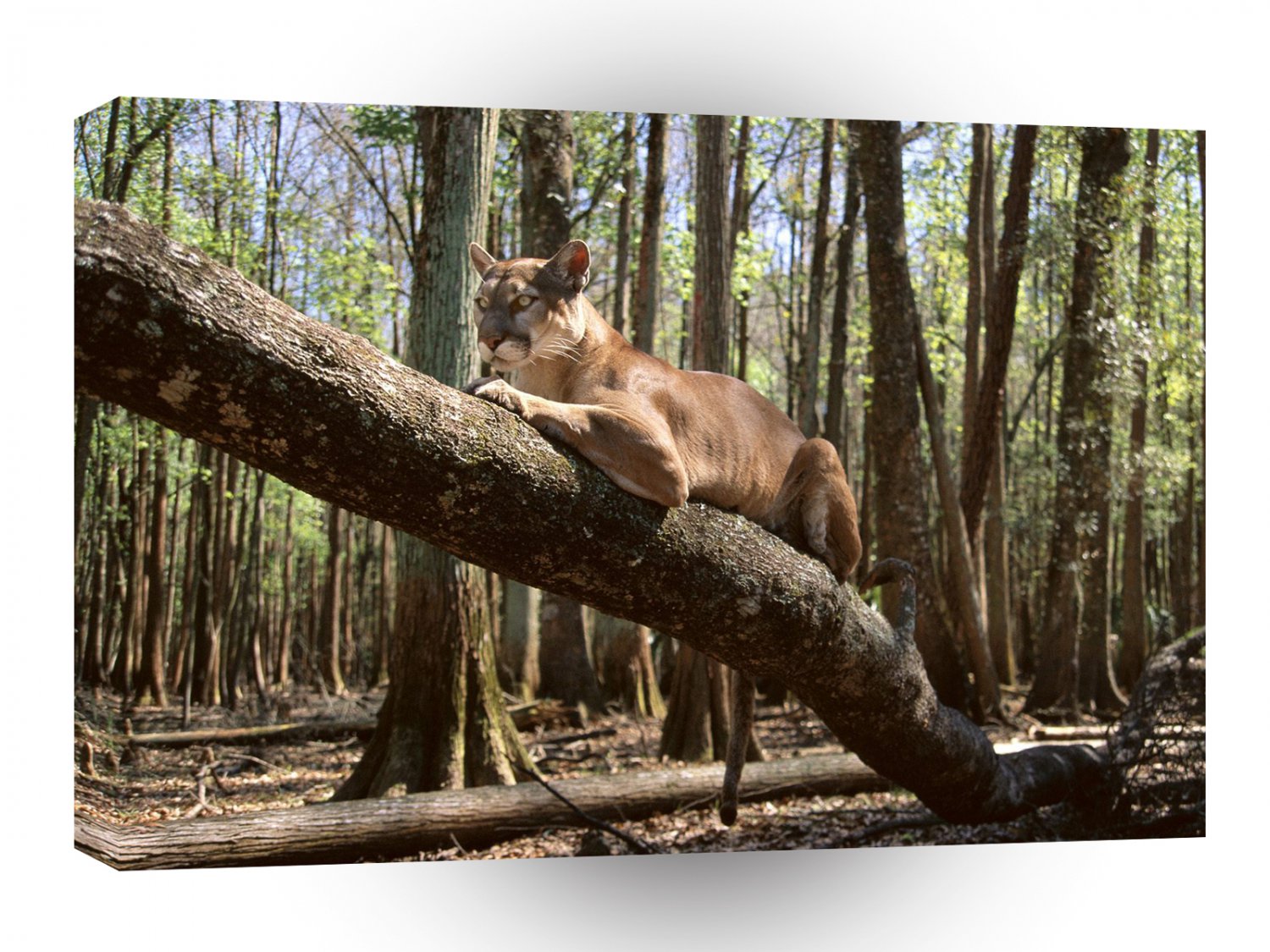 Lions Couch Potato Mountain A1 Xlarge Canvas