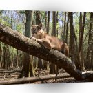 Lions Couch Potato Mountain A1 Xlarge Canvas