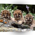 Lions Enjoying Show Mountain Cubs A1 Xlarge Canvas
