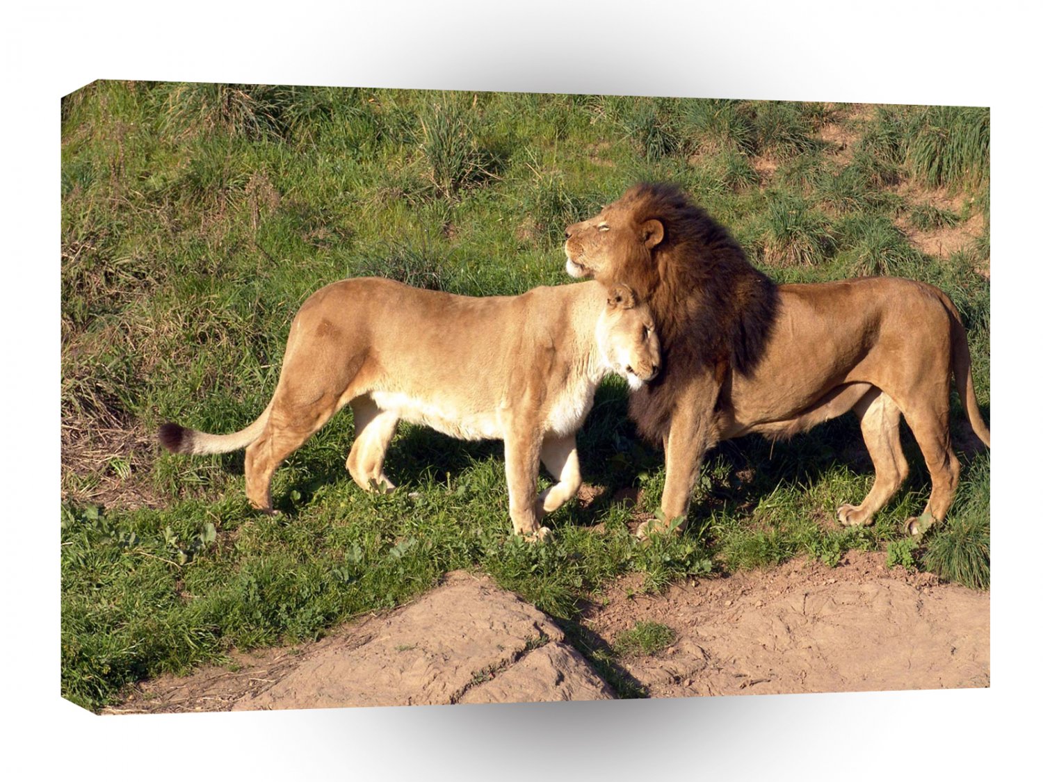 Lions Gentle Cuddle A1 Xlarge Canvas