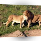 Lions Gentle Cuddle A1 Xlarge Canvas