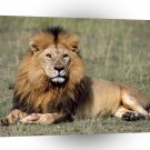 Lions His Royal Highness A1 Xlarge Canvas