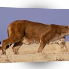 Lions Hunter Mountain A1 Xlarge Canvas