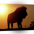 Lions King At Sunset A1 Xlarge Canvas
