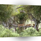 Lions Lazing Upon A Log A1 Xlarge Canvas