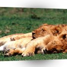 Lions Lazy Days A1 Xlarge Canvas