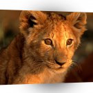Lions Little Prince A1 Xlarge Canvas
