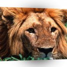Lions Lonesome A1 Xlarge Canvas