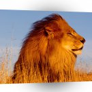 Lions Mighty A1 Xlarge Canvas