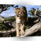 Lions Mountain A1 Xlarge Canvas
