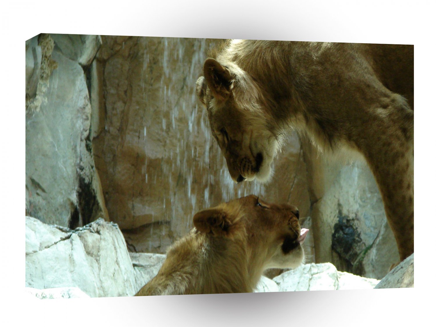 Lions Mountain Beasts Say Hello A1 Xlarge Canvas