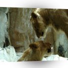 Lions Mountain Beasts Say Hello A1 Xlarge Canvas