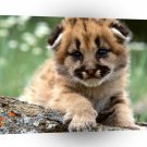 Lions Mountain Cub A1 Xlarge Canvas
