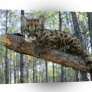 Lions Mountain Cub Florida A1 Xlarge Canvas