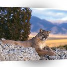 Lions Mountain Rocky Mountains A1 Xlarge Canvas
