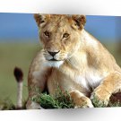 Lions Predatory Stare Ess A1 Xlarge Canvas