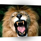 Lions Roaring African A1 Xlarge Canvas