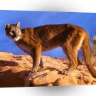 Lions Rough Terrain Mountain A1 Xlarge Canvas