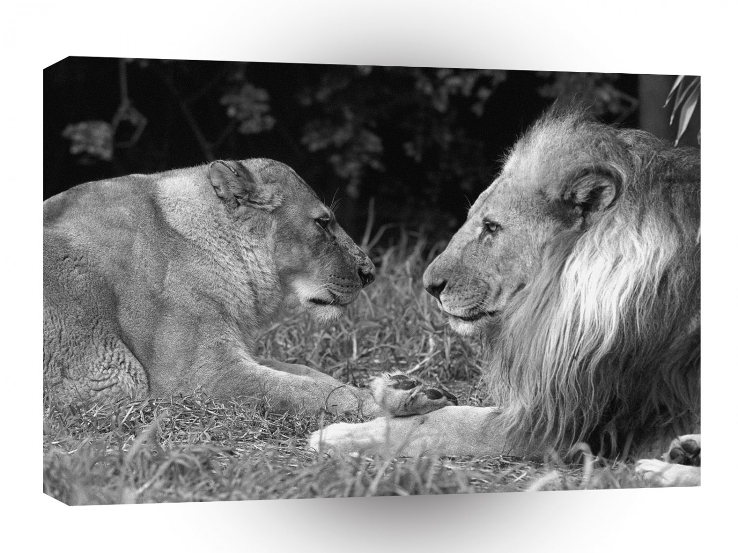 Lions Royal Profiles A1 Xlarge Canvas