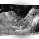 Lions Royal Profiles A1 Xlarge Canvas