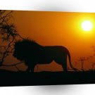 Lions Silhouette African A1 Xlarge Canvas