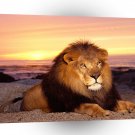 Lions Simba In Sun A1 Xlarge Canvas