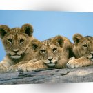 Lions Sleepy Cubs Africa A1 Xlarge Canvas