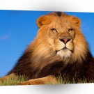 Lions Up Close And Personal A1 Xlarge Canvas