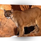 Lions Walk In Wild Mountain A1 Xlarge Canvas