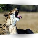 Lions Yawn The Day Away A1 Xlarge Canvas