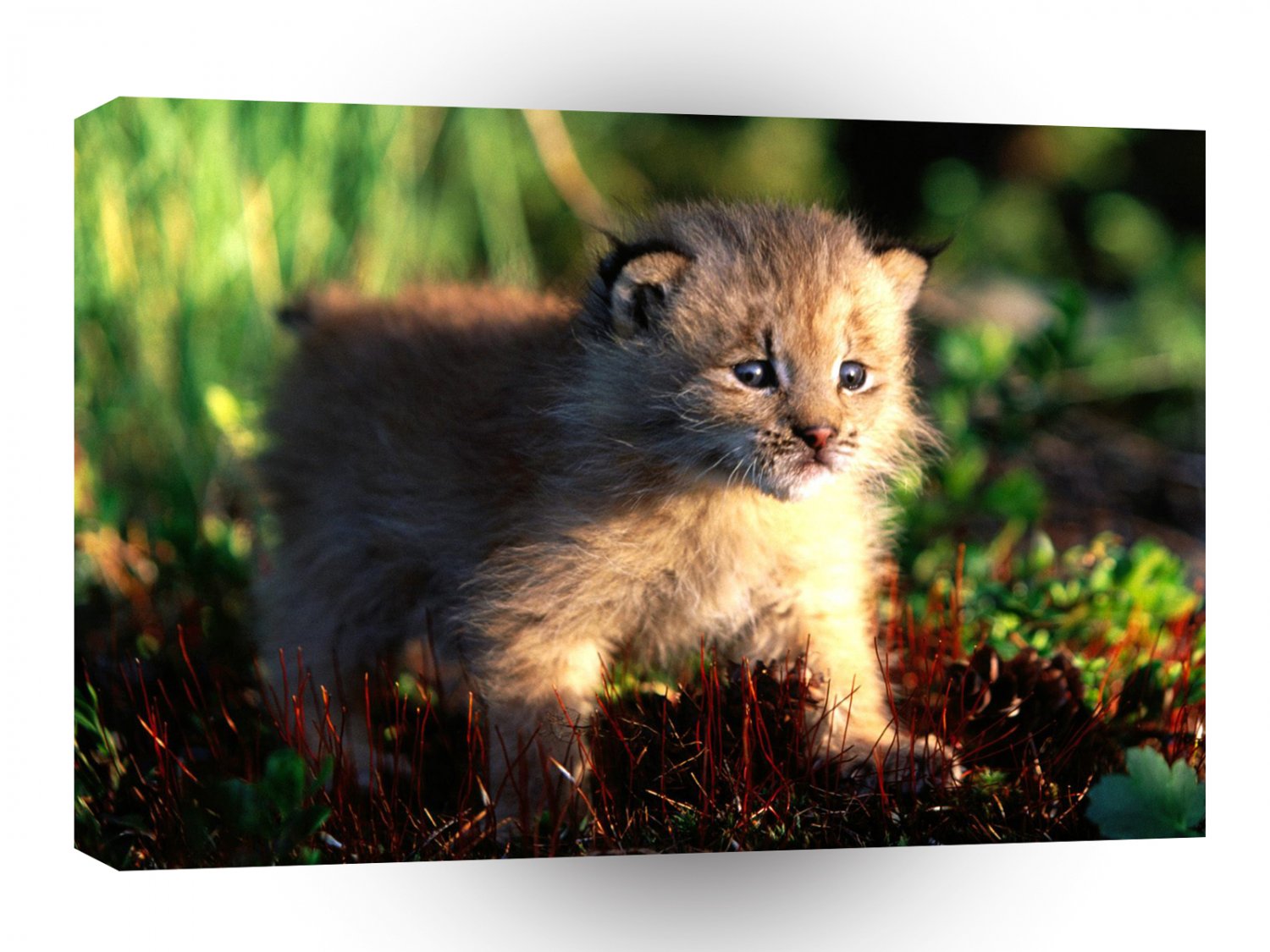 Lynx Canada Kitten A1 Xlarge Canvas