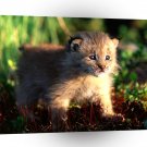 Lynx Canada Kitten A1 Xlarge Canvas