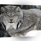 Lynx Canadian Canada A1 Xlarge Canvas