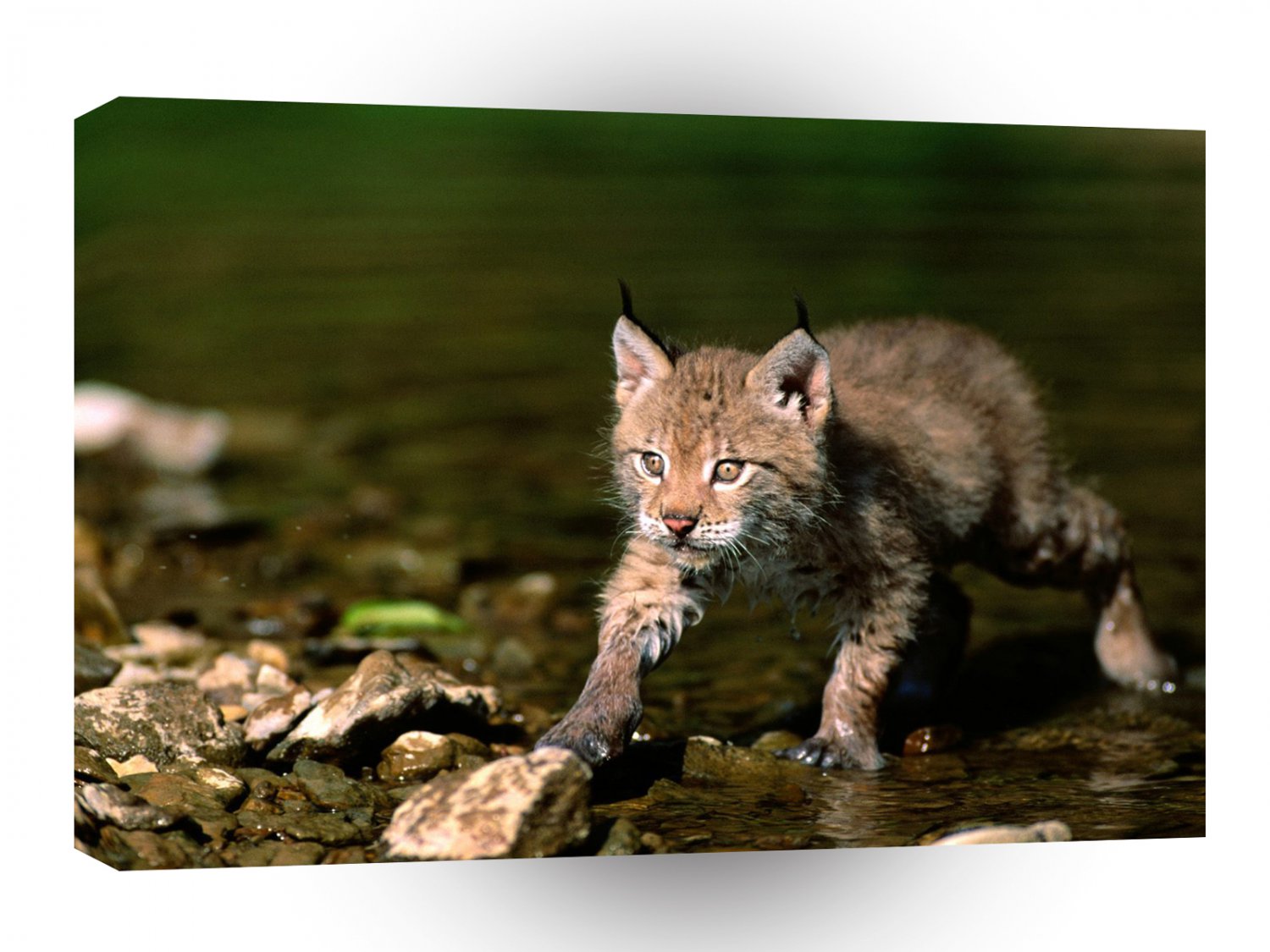 Lynx Cautious Approach Eurasian A1 Xlarge Canvas